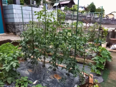 ミニトマトは、家庭菜園の初心者にとって「最も収穫の喜びを感じやすい」最高の野菜の巻 – ノリと楽しさ Vol.86